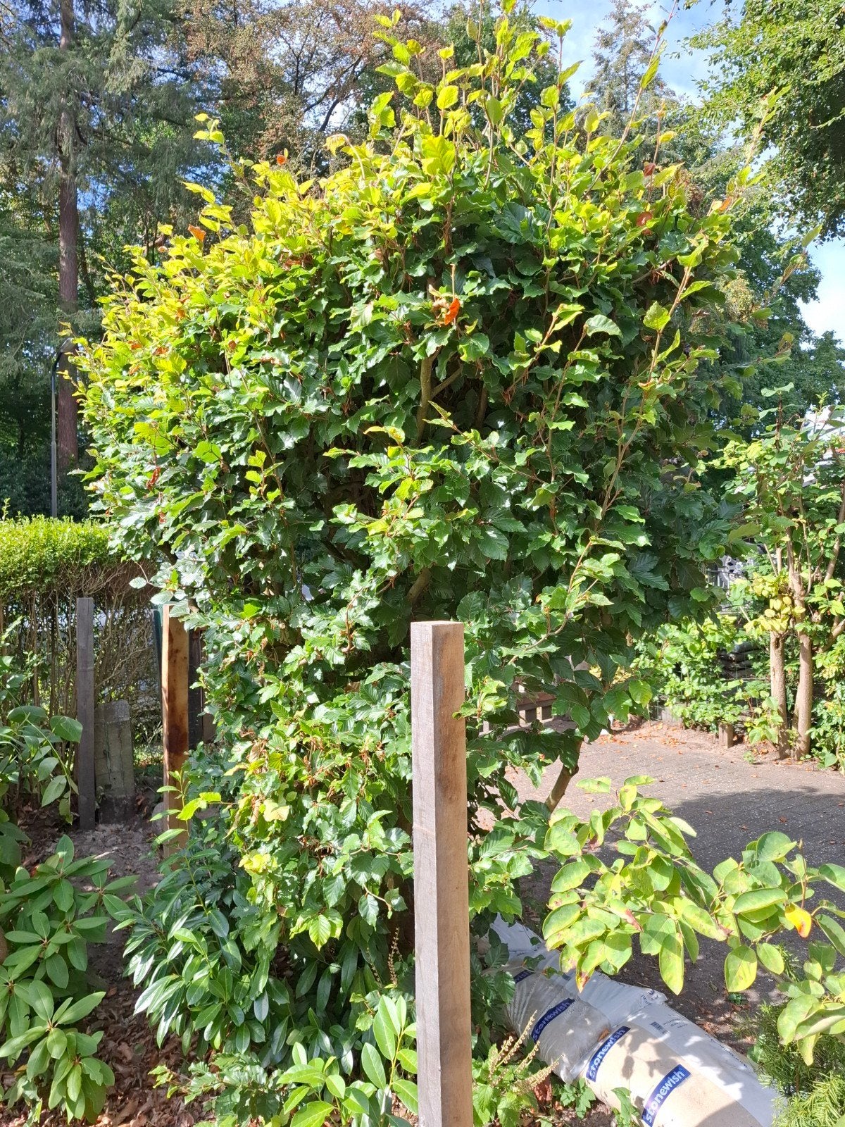 2x volwassen beukenhaag / haagplant, bladhoudend, Ophalen, Beukenhaag, Haag, 100 tot 250 cm