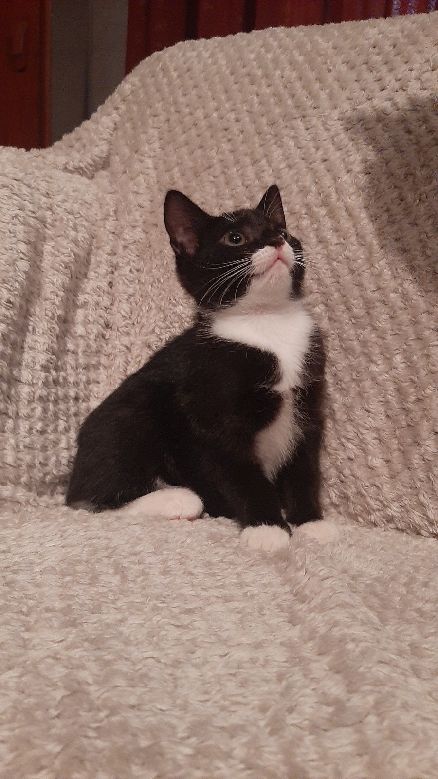Lief kitten te koop!, Dieren en Toebehoren, Meerdere dieren