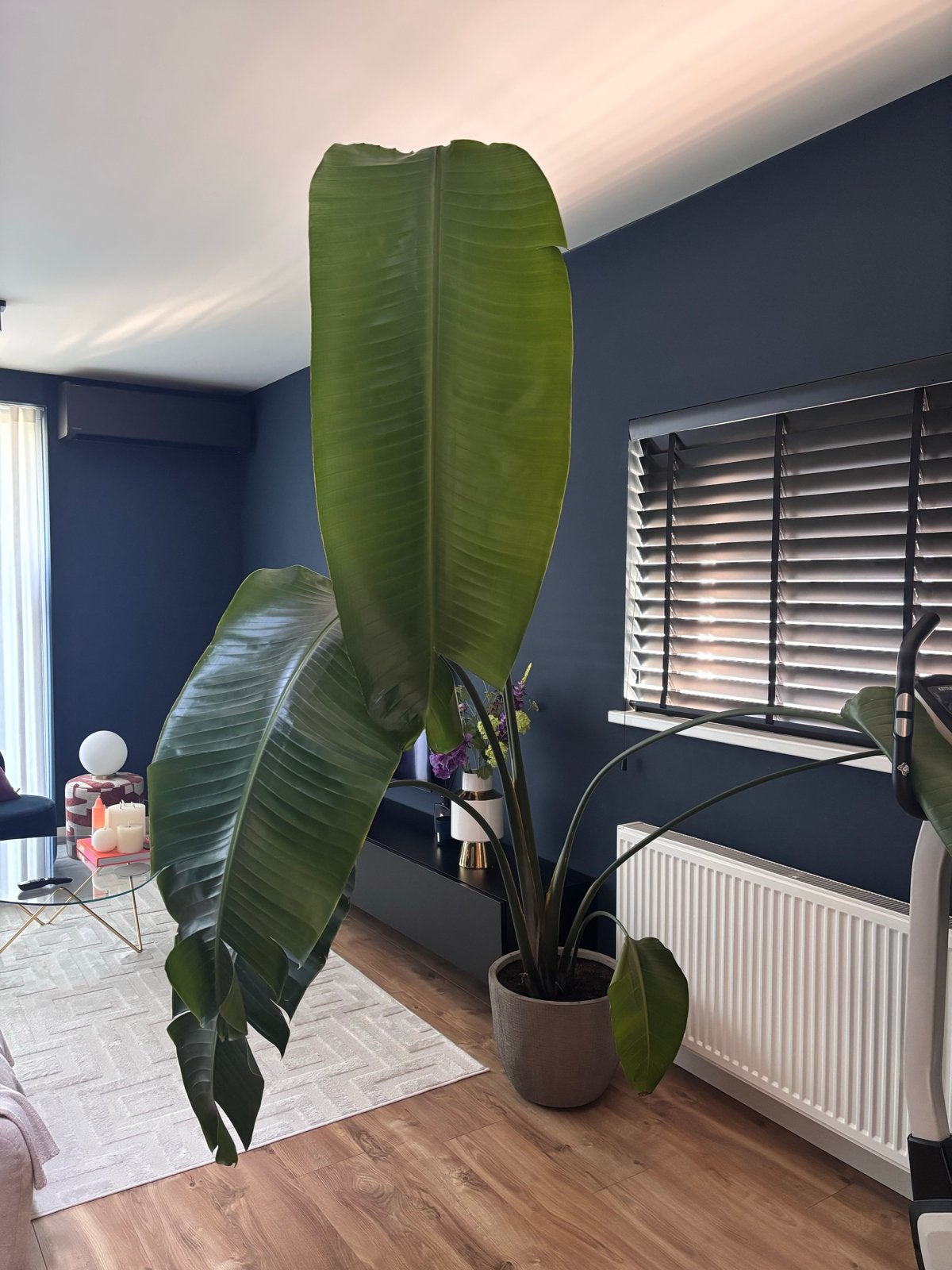 Grote Strelitzia Nicolai (Paradijsvogelplant), Huis en Inrichting, Ophalen, 200 cm of meer, Overige soorten, In pot