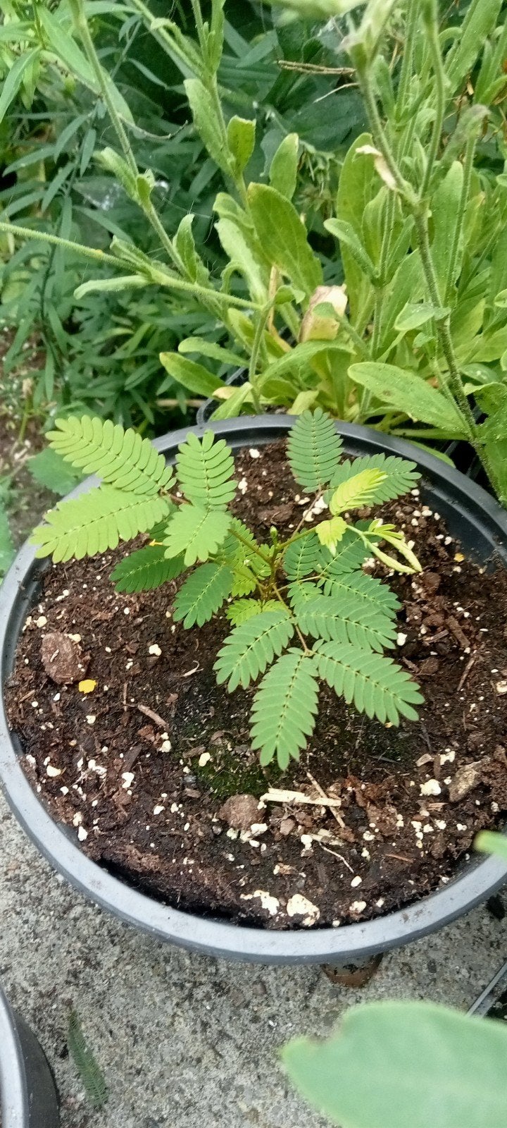 Albizia julibrissin rosea  - Perzische slaapboom planten, Volle zon, Minder dan 100 cm, Zomer, Overige soorten