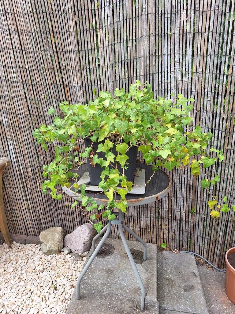 Hedera plant, Ophalen, Bloeit niet, Halfschaduw, Overige soorten