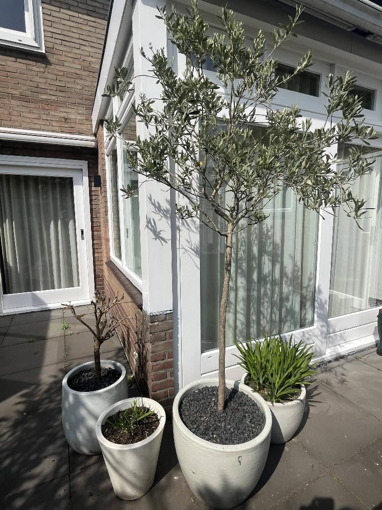 Olijfboom | Inclusief Luxe Intratuin Eipot | Ca. 220 cm Hoog, Tuin en Terras, 100 tot 250 cm, Olijfboom, Zomer, Ophalen