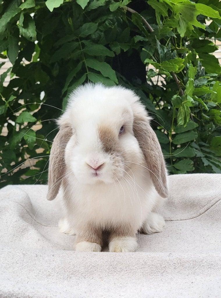 Mooi lief knap minilop rammetje, Dieren en Toebehoren, Mannelijk, Klein, Hangoor, 0 tot 2 jaar