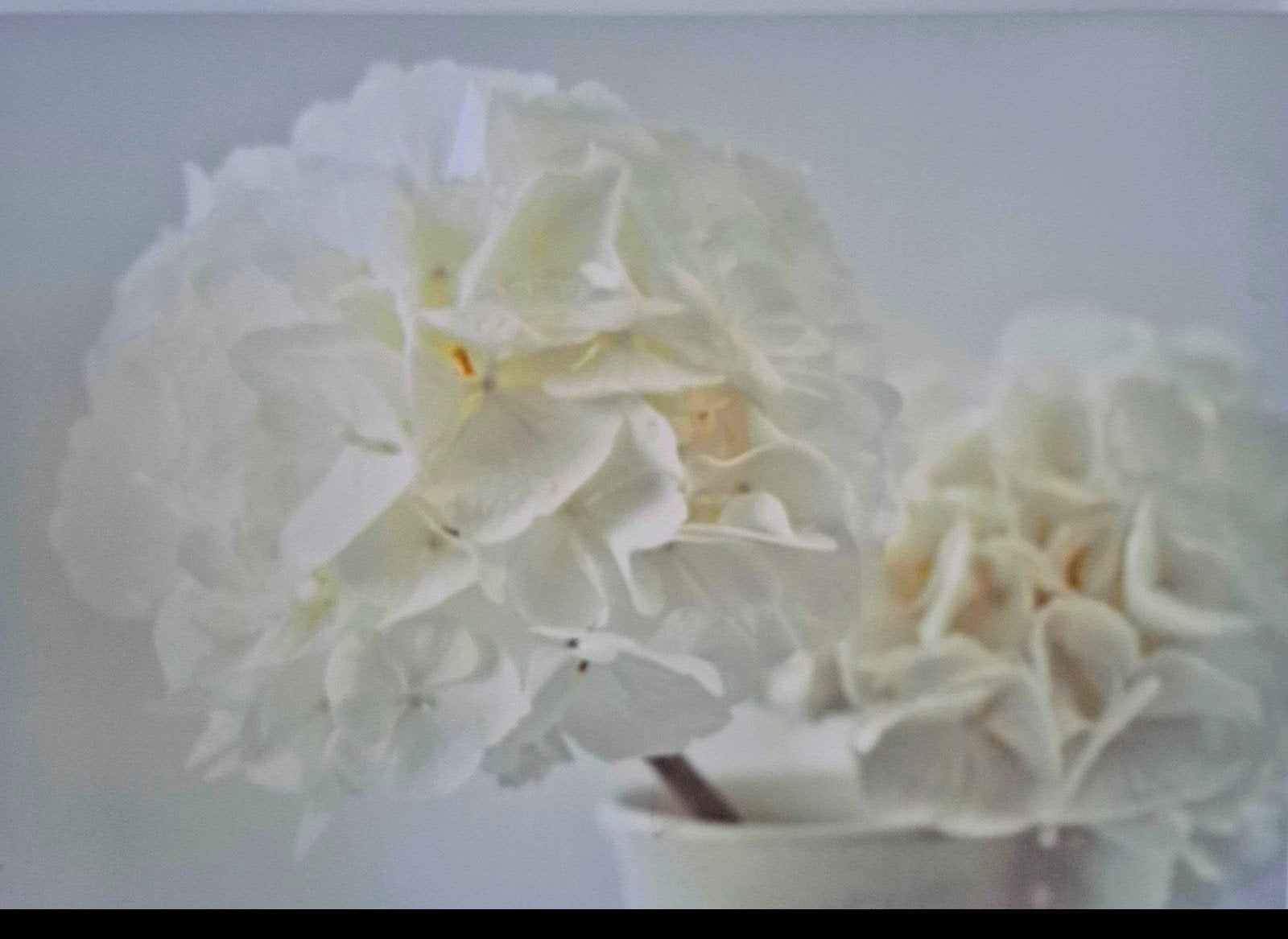 Canvas schilderij met witte hortensia's, 50 – 75, Gebruikt, Ophalen of Verzenden, Schilderij