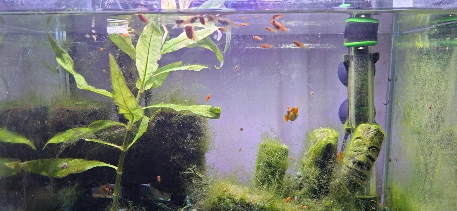 Aquariumvissen kleine Platys en Guppies - gratis, Dieren en Toebehoren, Vissen | Aquariumvissen, Vis