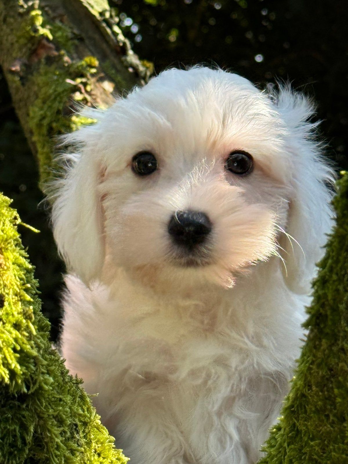 Maltezer met Dwergpoedel ( Maltipoo ) meerdere kleuren, Poedel, Parvo, Nederland, 8 tot 15 weken