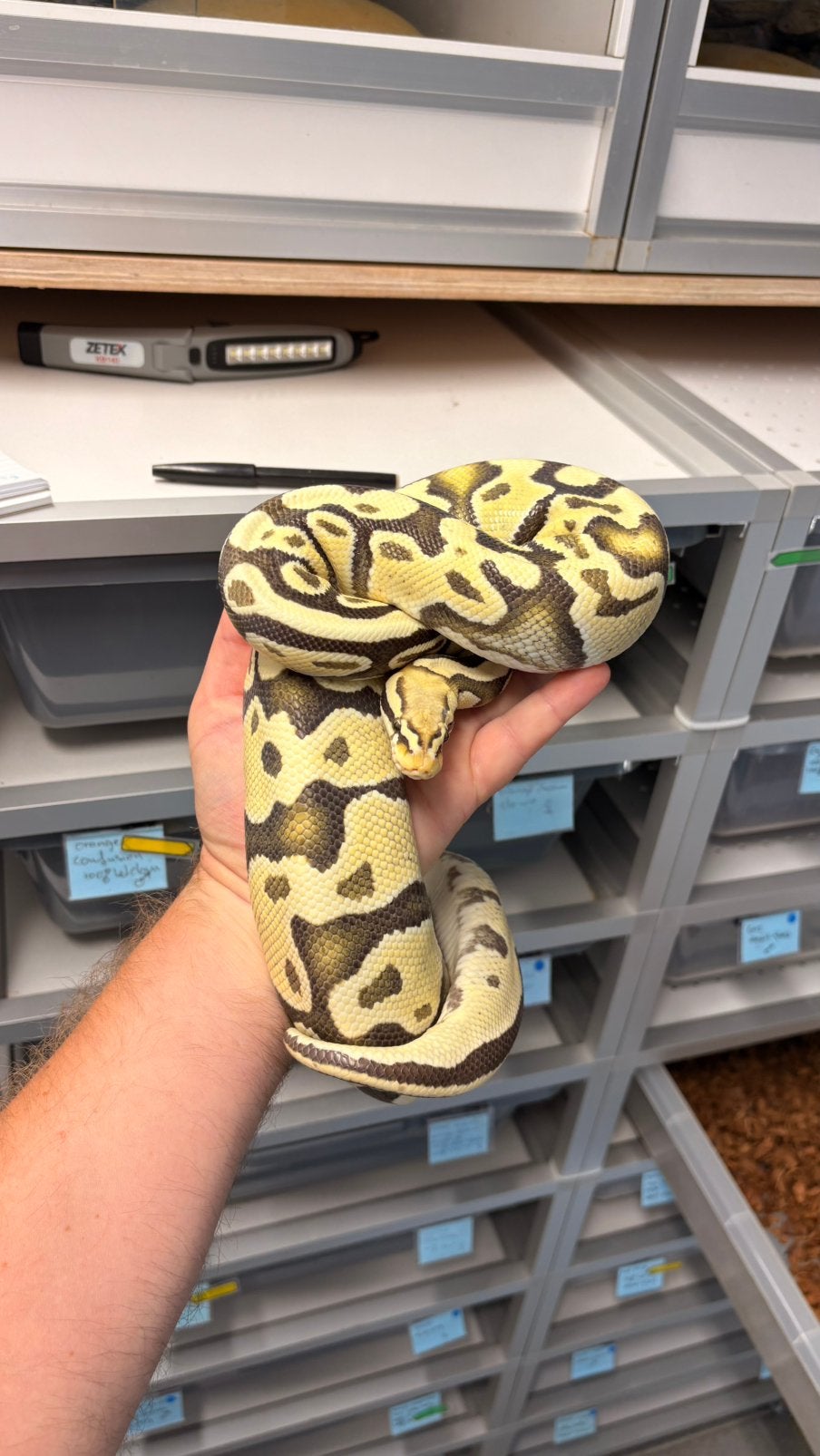 Pastel deseet ghost ball python, Slang, 0 tot 2 jaar