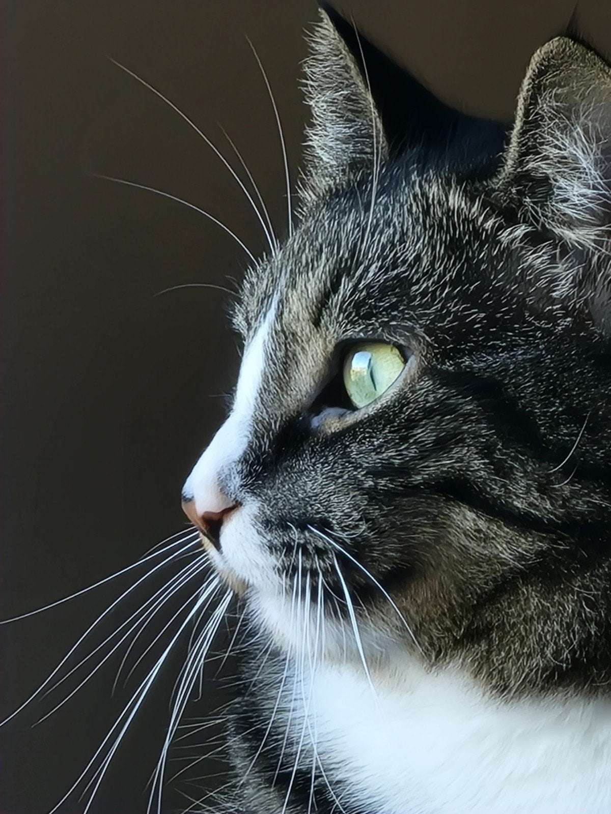 Simba zoekt een nieuw liefdevol thuis, Dieren en Toebehoren, Kater, Kortharig, 6 jaar of ouder