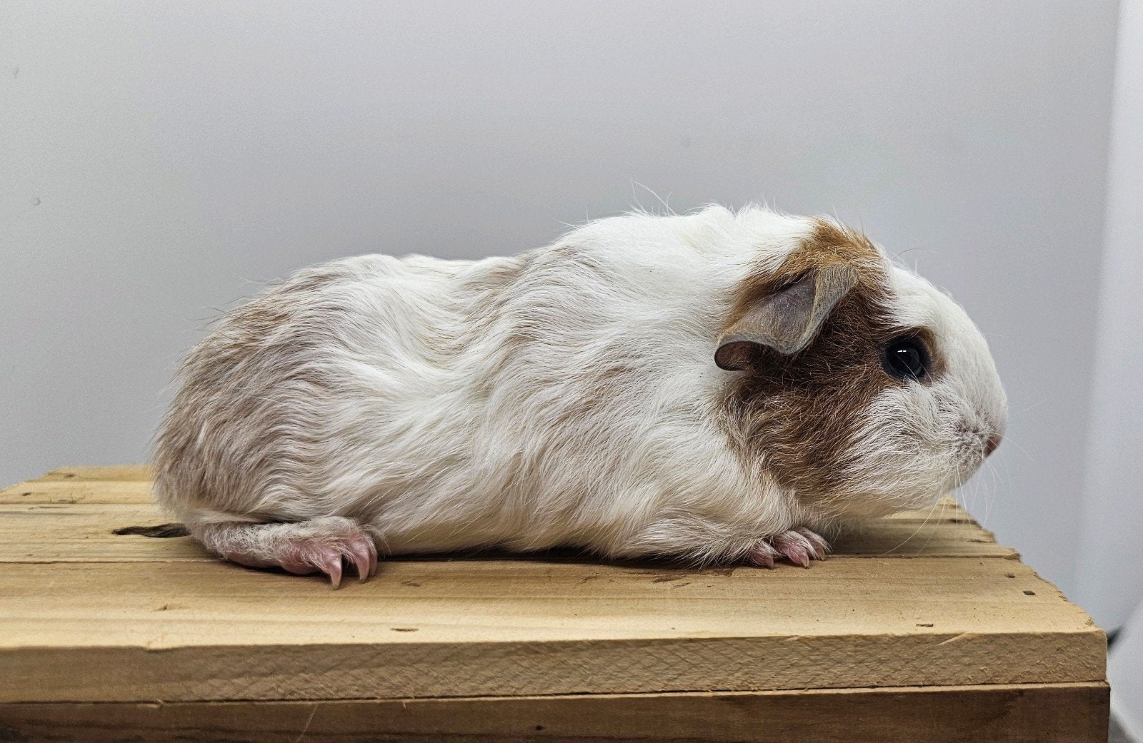 Skinnydrager, Dieren en Toebehoren, Cavia, Mannelijk, Mei, Tam