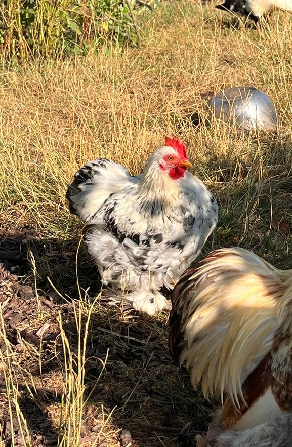 Cochin kriel haantje, Mannelijk, Kip