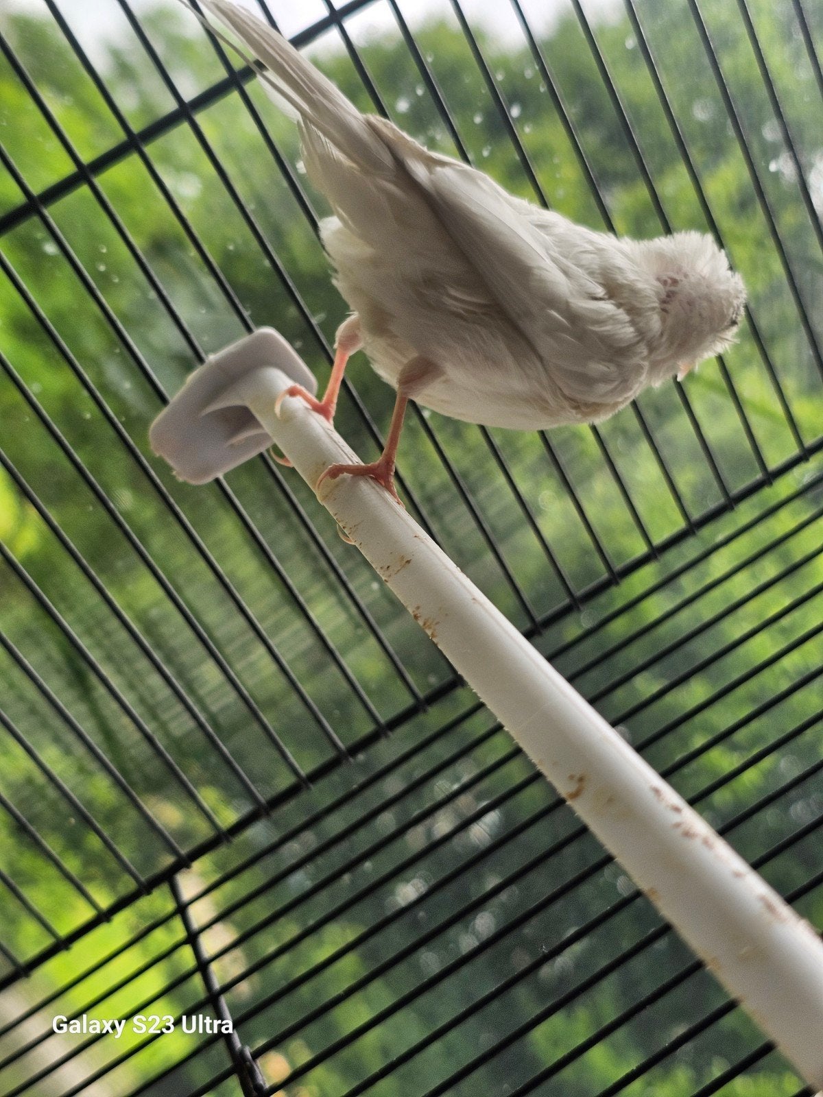 Vrouwelijke kanarie, Dieren en Toebehoren, Vogels | Kanaries