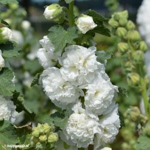 Zaden Alcea rosea 'Pleniflora Alba' dubbele stokroos, Ophalen of Verzenden, Voorjaar, Volle zon, Zaad
