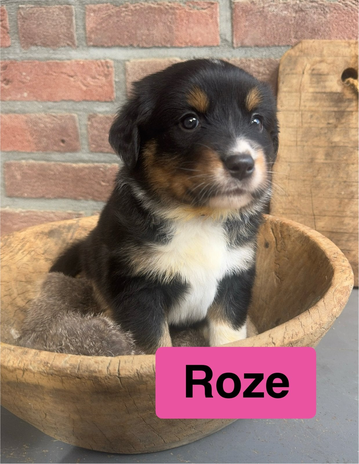 Kruising Austrilian Shepherd - Golden retriever pups, 8 tot 15 weken, Meerdere, Meerdere dieren, Middel