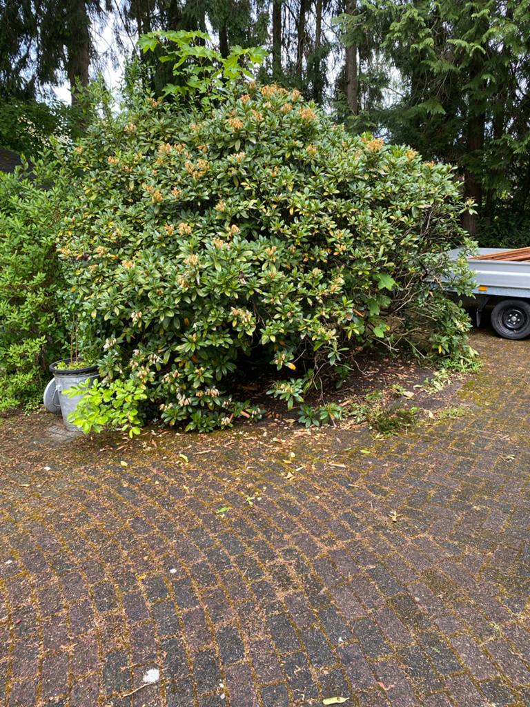 Grote Rhododendron struik, Vaste plant, Halfschaduw, Lente, Ophalen