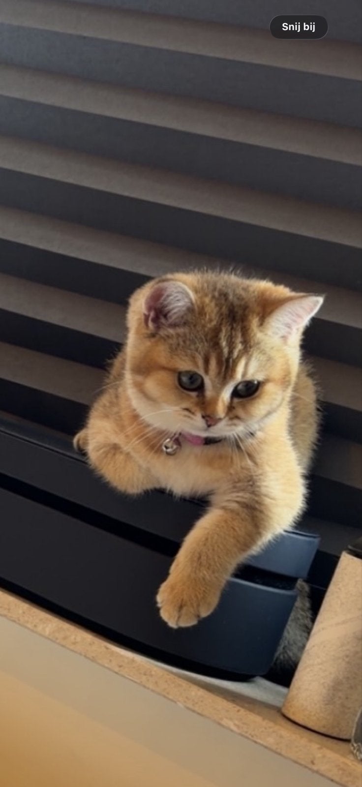 Britse korthaar kitten GOLDEN SHADED