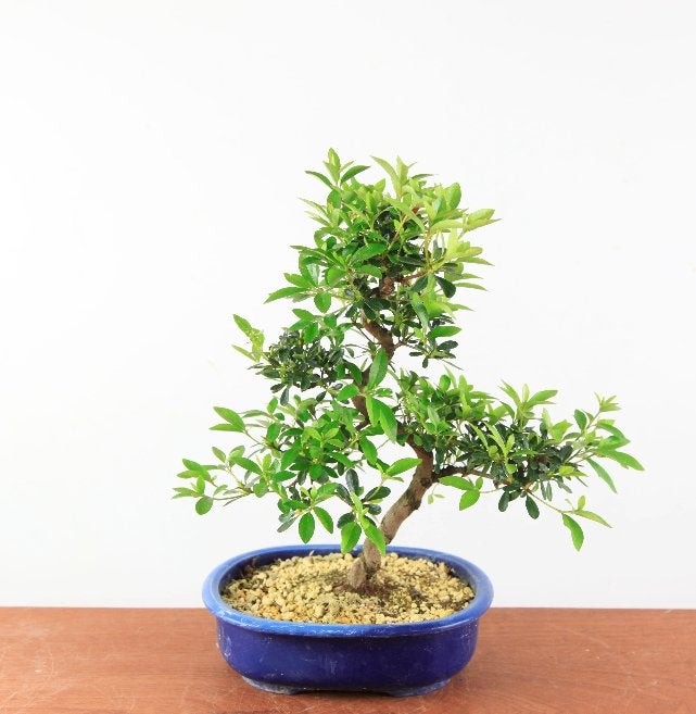 Bonsai Azalea satsuki 'asahi-no-itsumi', Halfschaduw, Lente, Minder dan 100 cm, Overige soorten