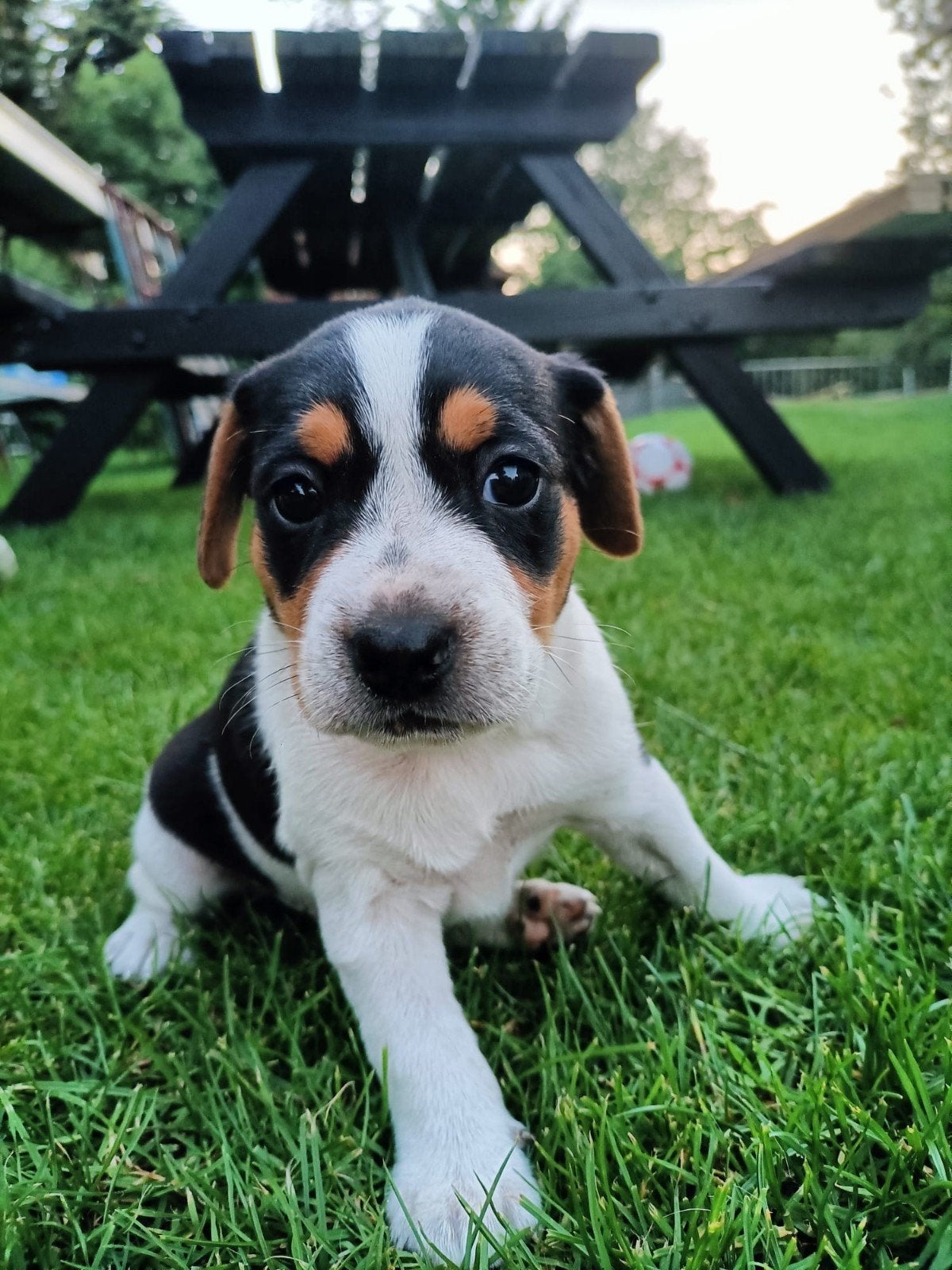 Prachtige driekleurige Boerenfox reutjes!, Jack Russell Terriër, Reu, 8 tot 15 weken, Parvo