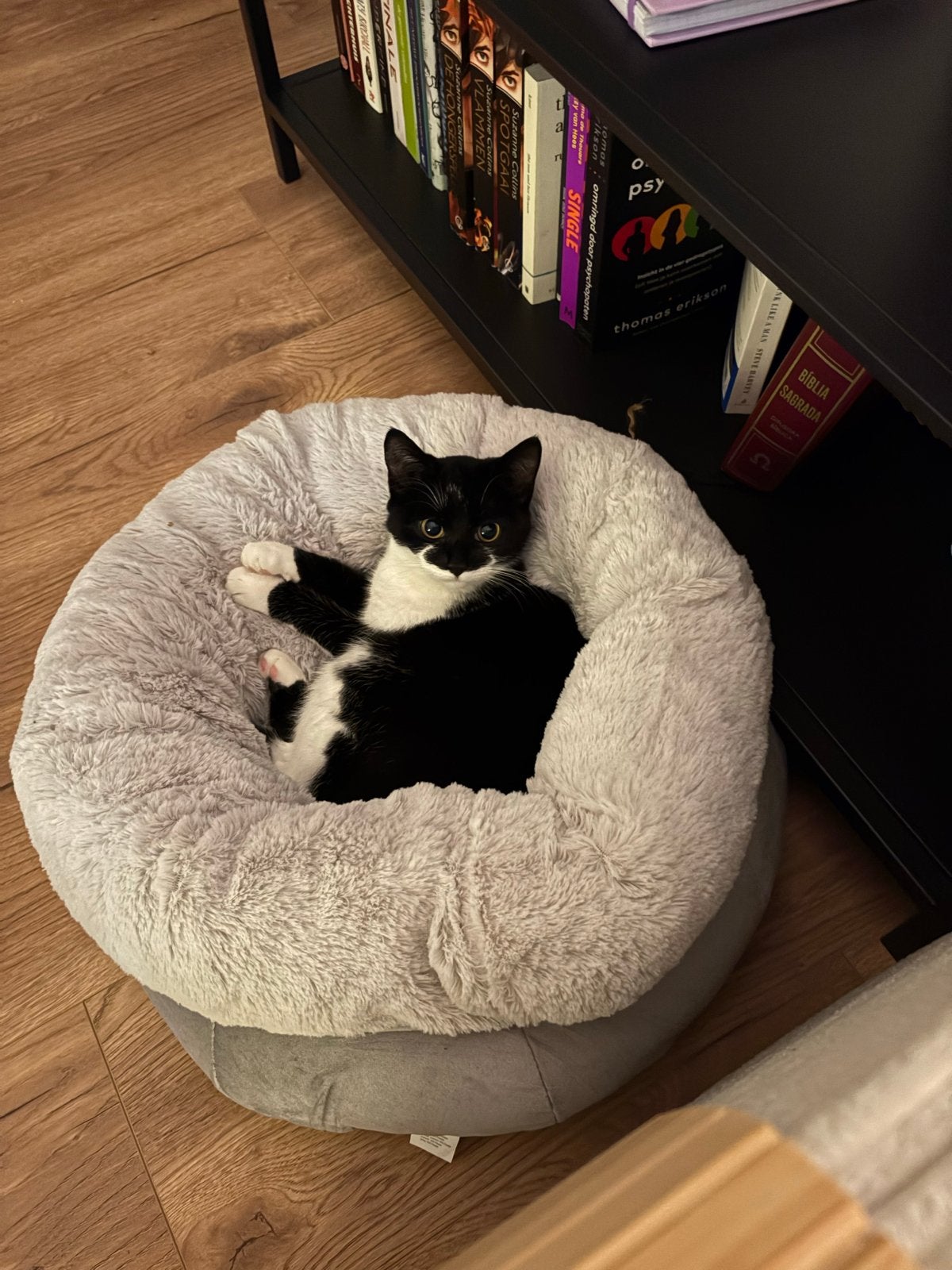 Poes net 1 jaar, Poes