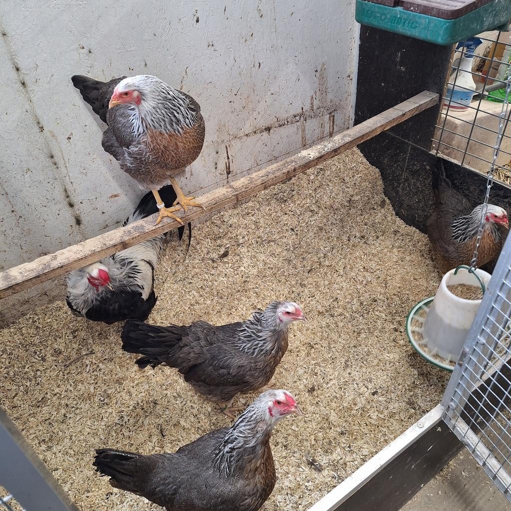 Twentse Hoen groot zilverpatrijs, Dieren en Toebehoren, Pluimvee, Meerdere dieren, Kip