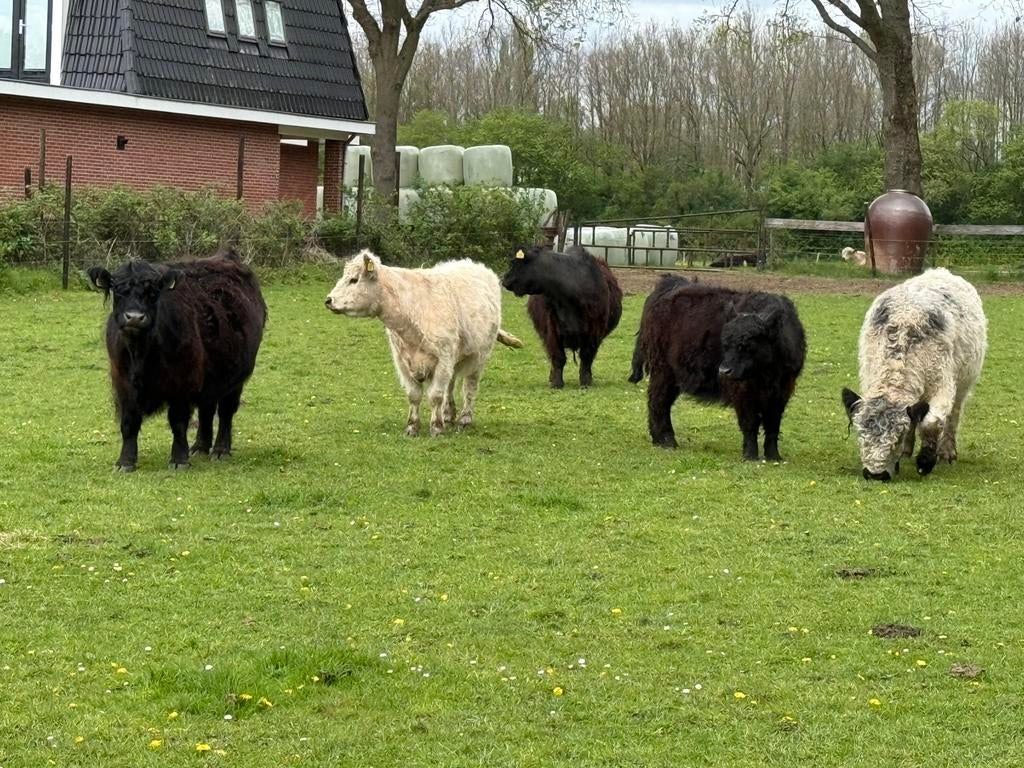 Galloway koe en dek stier Aron, Mannelijk