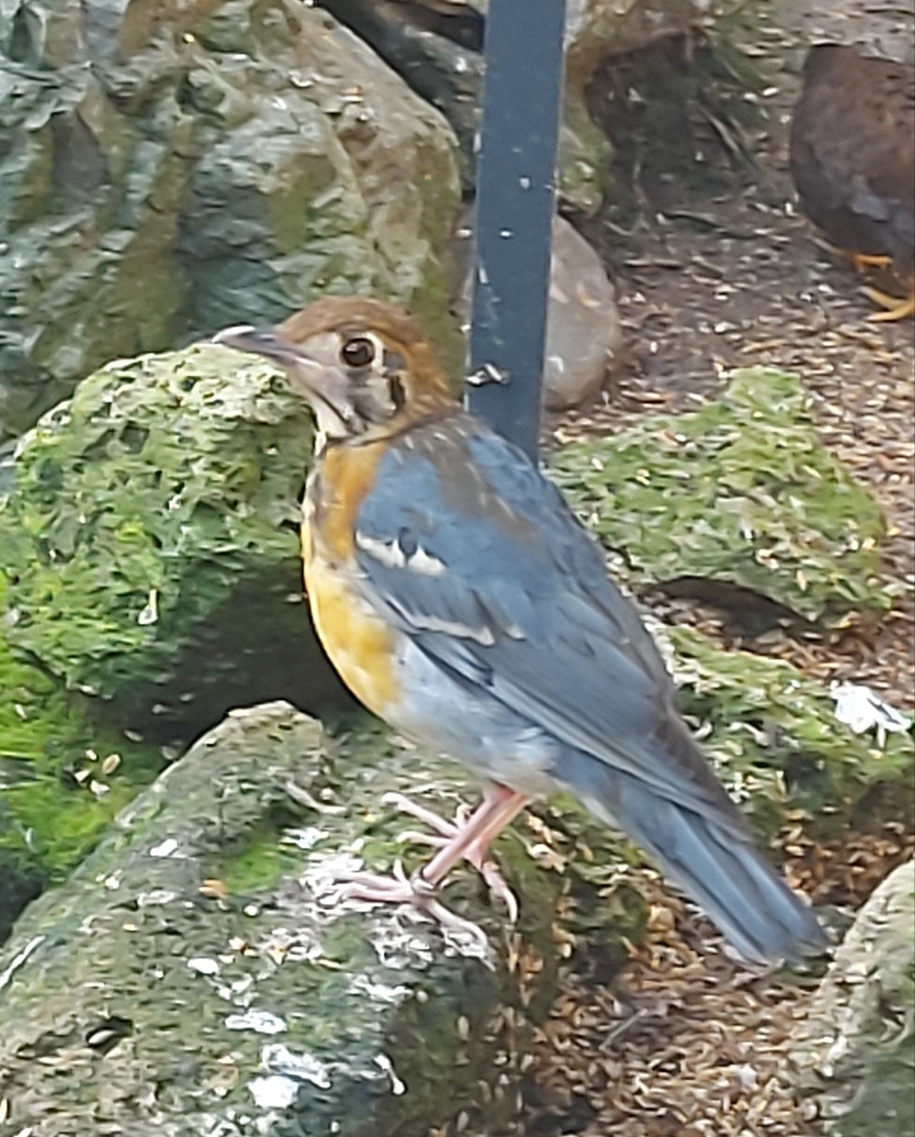 Damalijster pop en man 2026 eigen kweek . Correct geringd, Dieren en Toebehoren, Meerdere dieren, Wildzangvogel, Geringd
