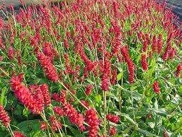 Mooie persicaria 'Taurus' (Duizendknoop) in pot!, Ophalen, Overige soorten, Volle zon