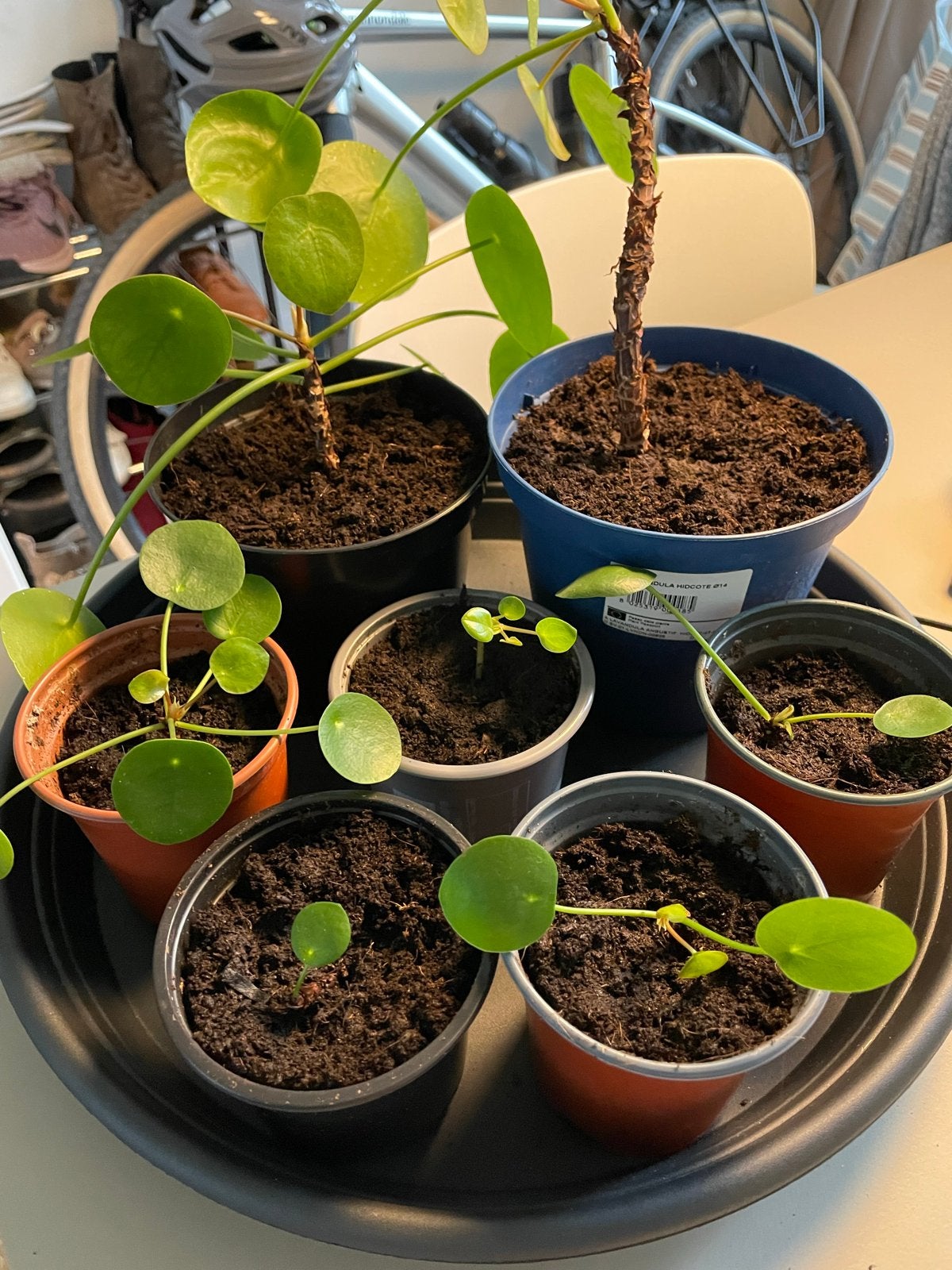 Pannenkoekenplant (Pilea Peperomioides) stekjes, Ophalen, Overige soorten, Halfschaduw, In pot