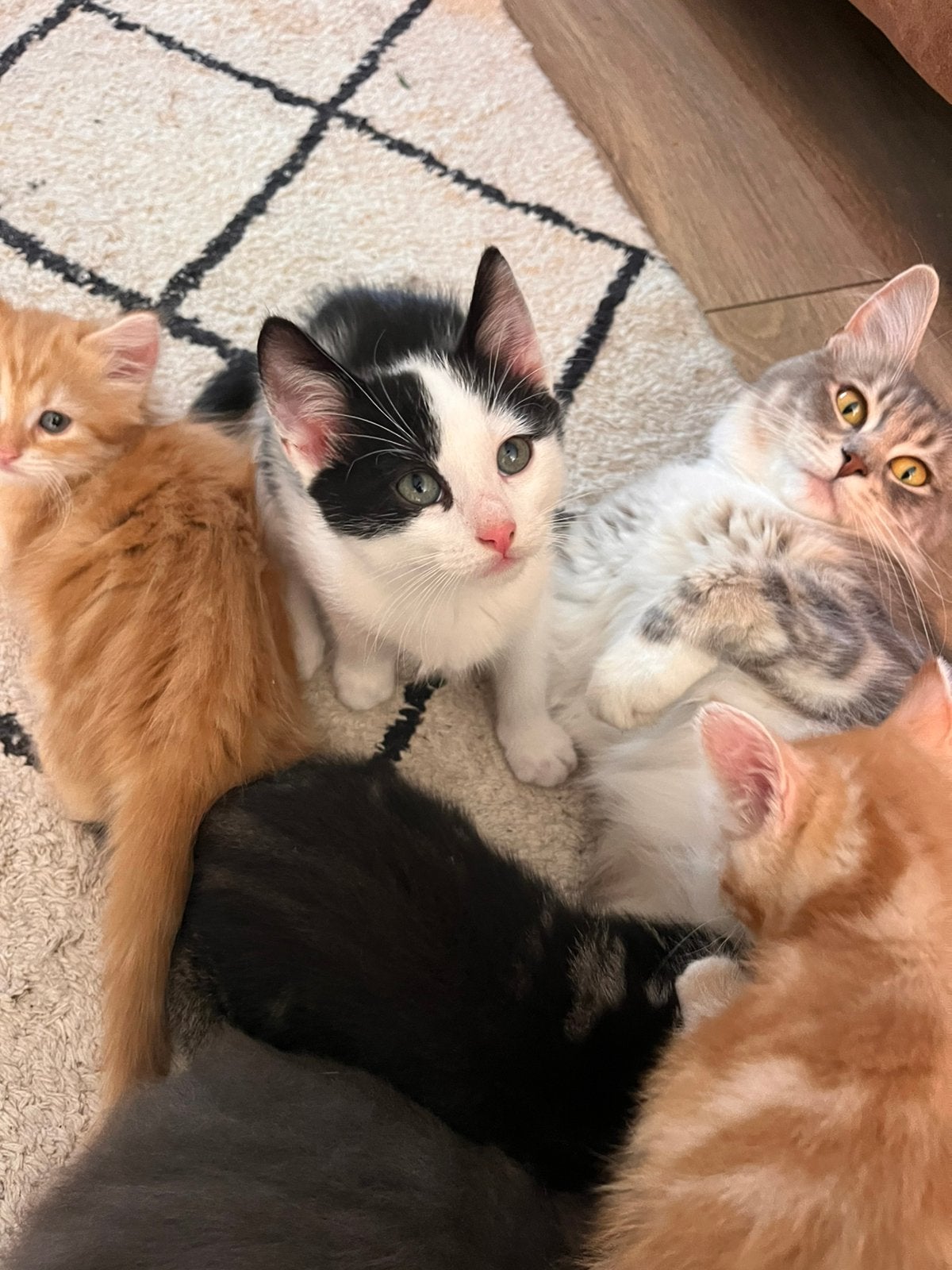 Lieve kittens nog 1 katertje beschikbaar mag gelijk mee, Dieren en Toebehoren, Katten en Kittens | Overige Katten, Meerdere dieren