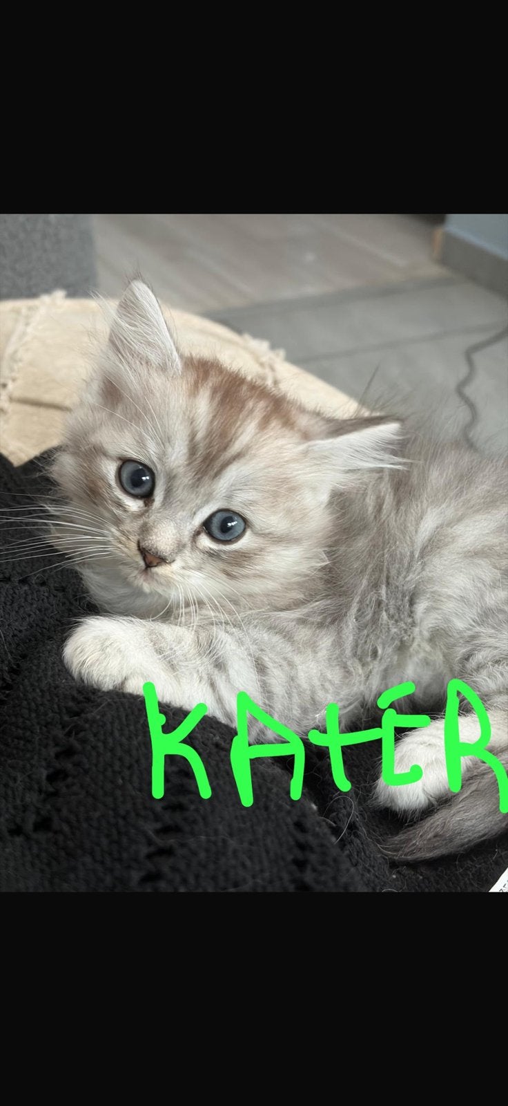 Britse langhaar /ragdoll kittens (UIT GETESTE OUDERS ), Meerdere dieren, 0 tot 2 jaar