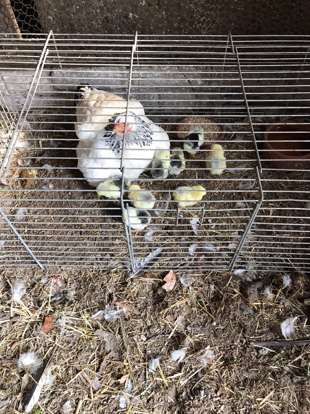 Verse broedeieren columbia wyandottekriel te koop, Dieren en Toebehoren, Pluimvee, Geslacht onbekend, Kip
