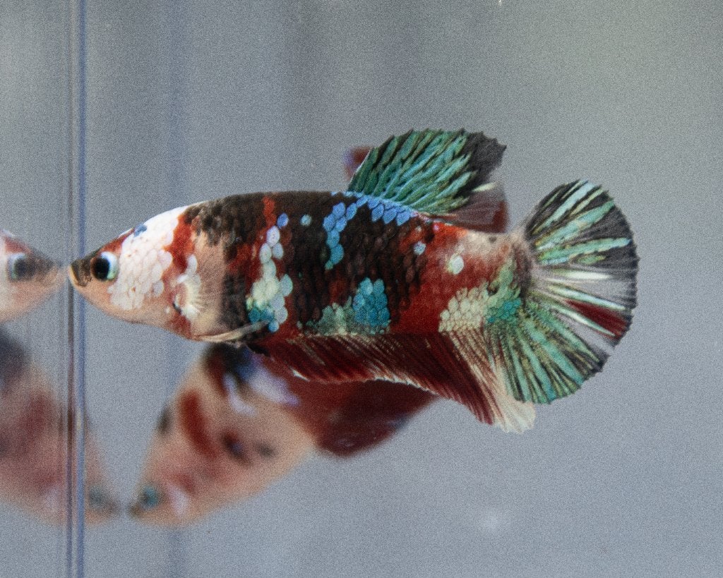 Betta koi Man, Vis