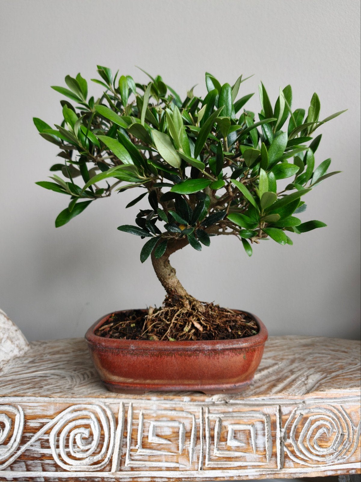 Olea Europaea 'Olijf' Bonsai, Volle zon, Bloeit niet, Minder dan 100 cm, Overige soorten
