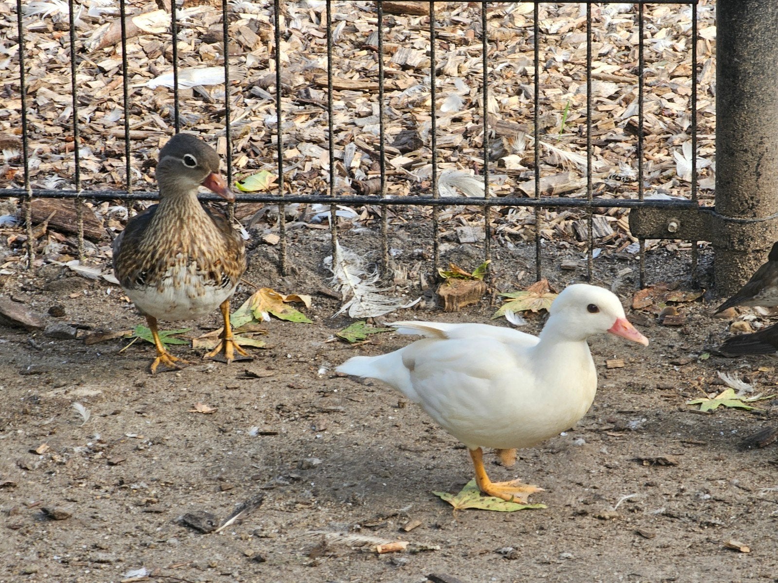 koppel mandarijneenden, Dieren en Toebehoren, Pluimvee, Meerdere dieren, Eend