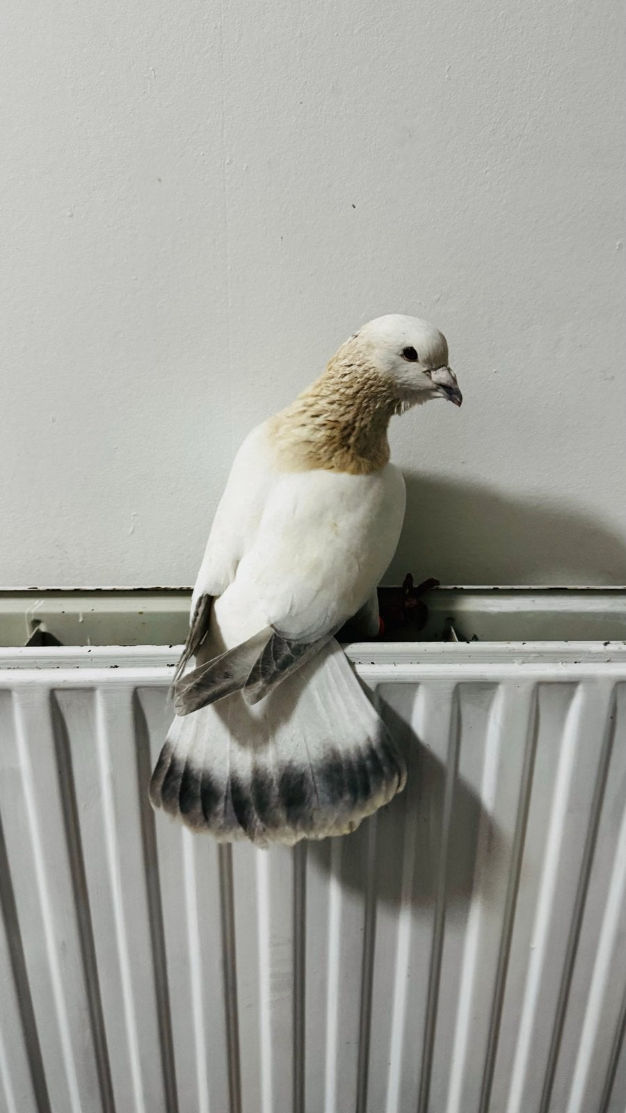 Syrische duif, Dieren en Toebehoren, Vogels | Overige Vogels, Vrouwelijk