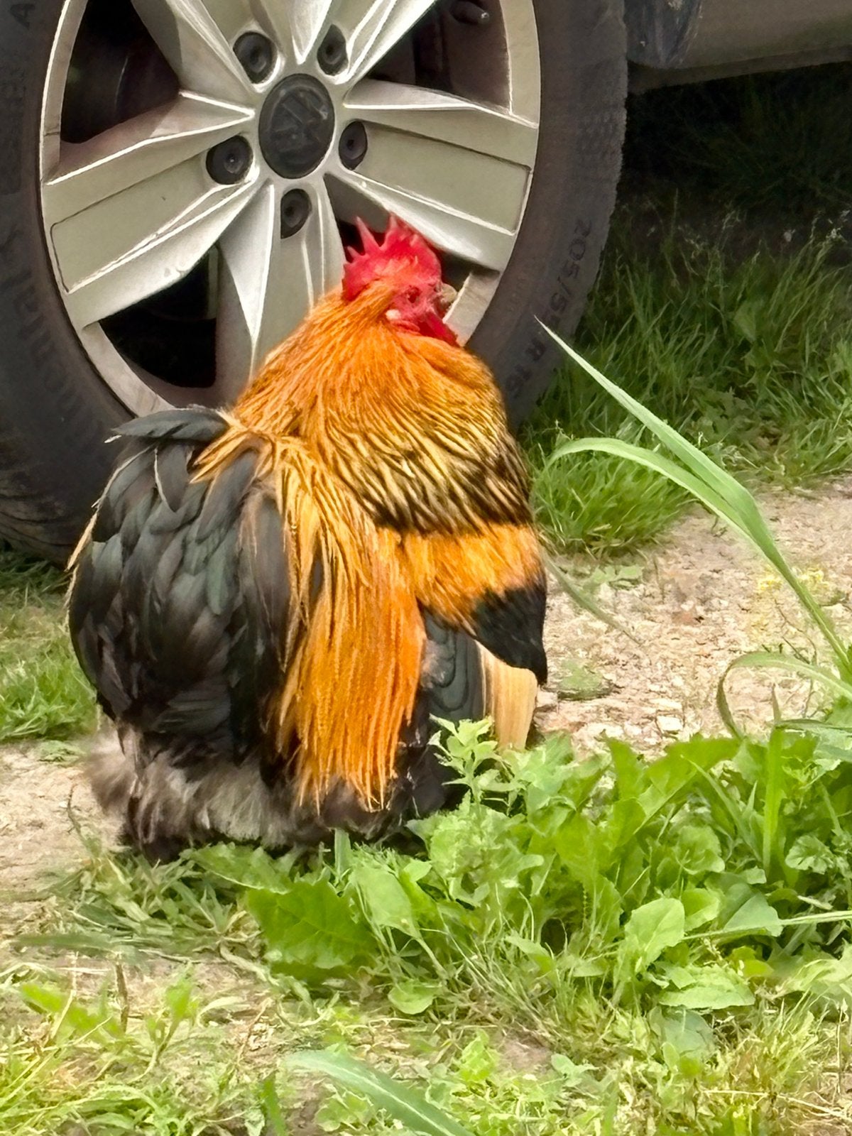 Haan gratis, Dieren en Toebehoren, Pluimvee, Mannelijk, Kip