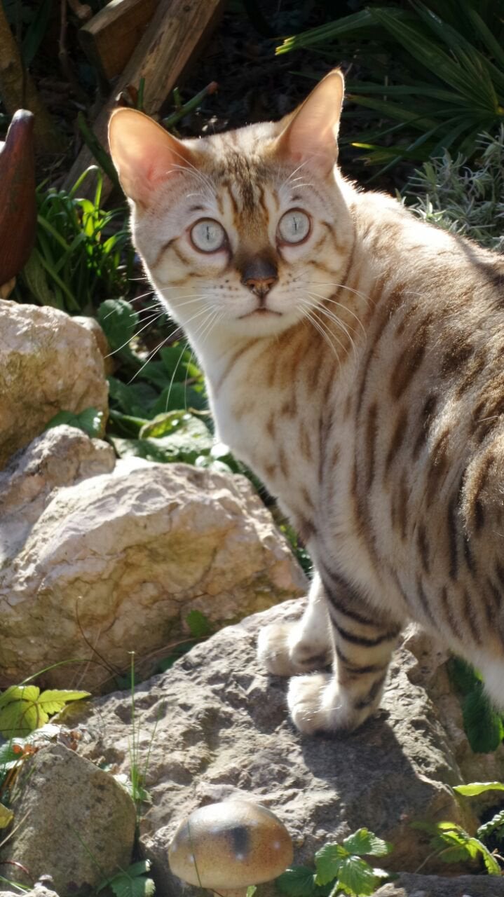 Gezocht: Snow Lynx Bengaal kitten poes bijzondere zoektocht, Poes, 0 tot 2 jaar