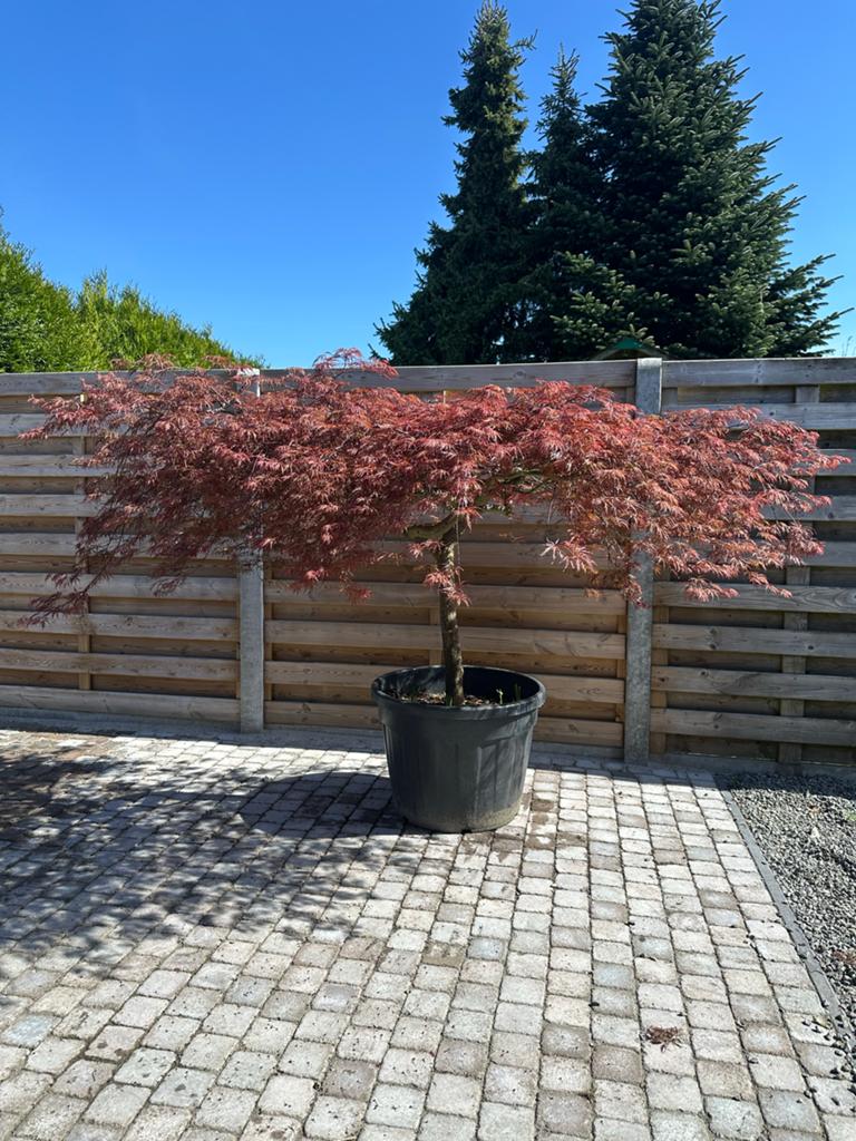 Japanse Esdoorn (Acer Palmatum) in pot, Halfschaduw, Overige soorten, Lente, 100 tot 250 cm