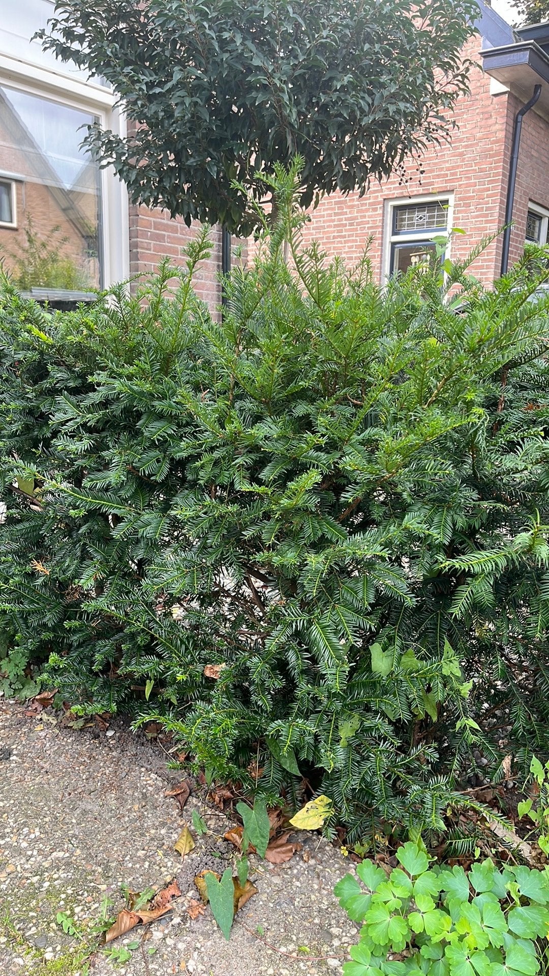 GRATIS taxus, Ophalen, Taxus