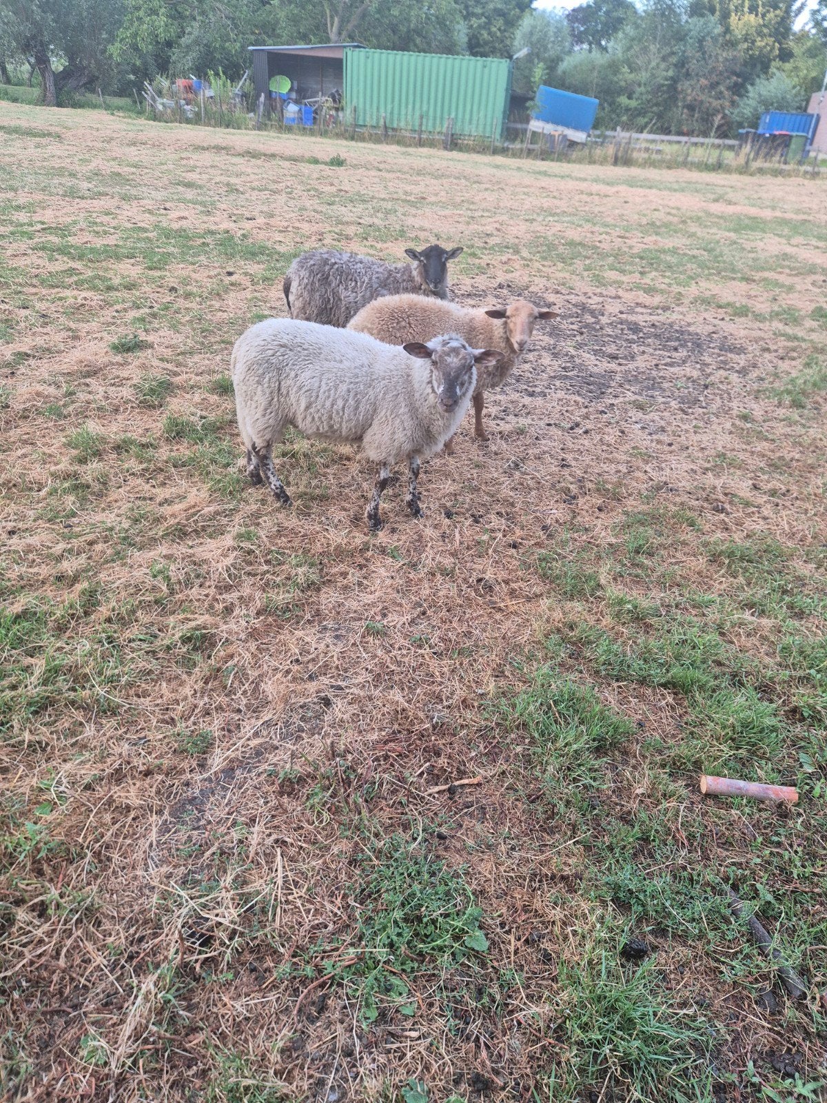 Kruising rammen, Mannelijk, Schaap