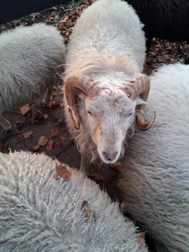 Quessant ram te koop, Dieren en Toebehoren, Schapen, Geiten en Varkens, Mannelijk, Schaap