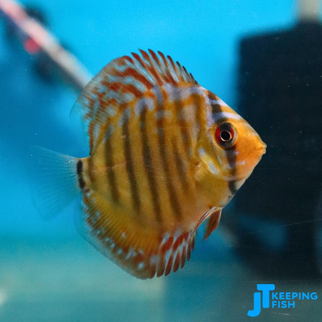 Red Turquoise Discus 5-6 cm, Dieren en Toebehoren, Vis, Zoetwatervis