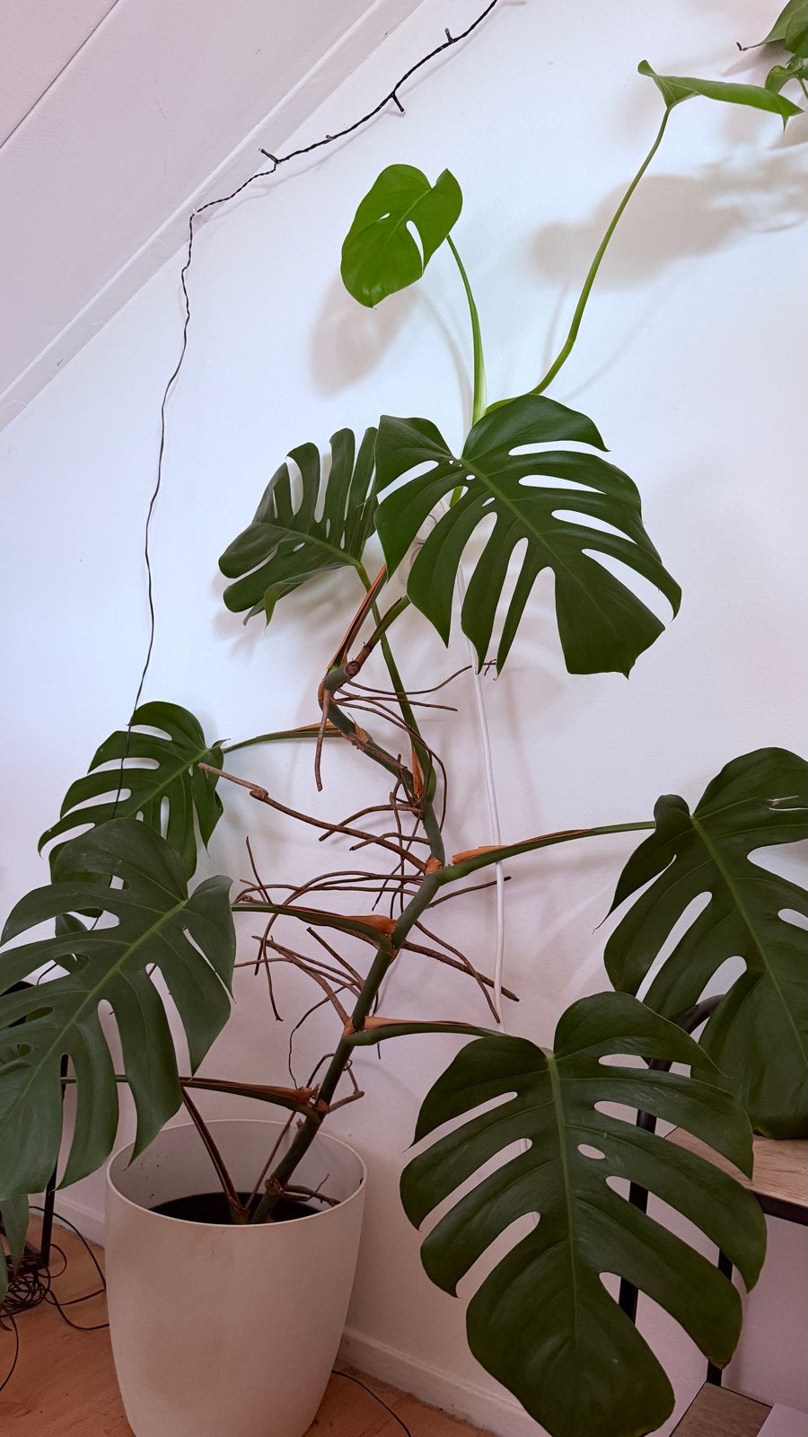 Grote Monstera Deliciosa - Kamerplant, Ophalen, Binnen, Kunstplant, Kunststof