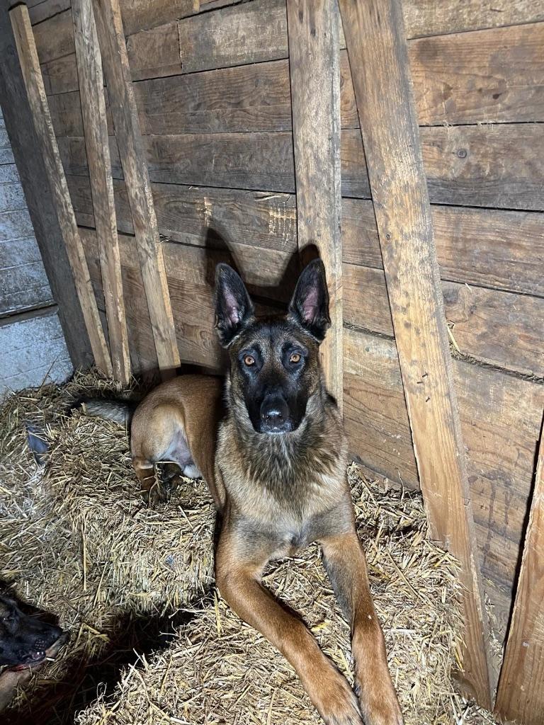 Mechelse Herder Pups, Dieren en Toebehoren, Honden | Herdershonden en Veedrijvers, België, Fokker | Hobbymatig, Meerdere, Meerdere dieren