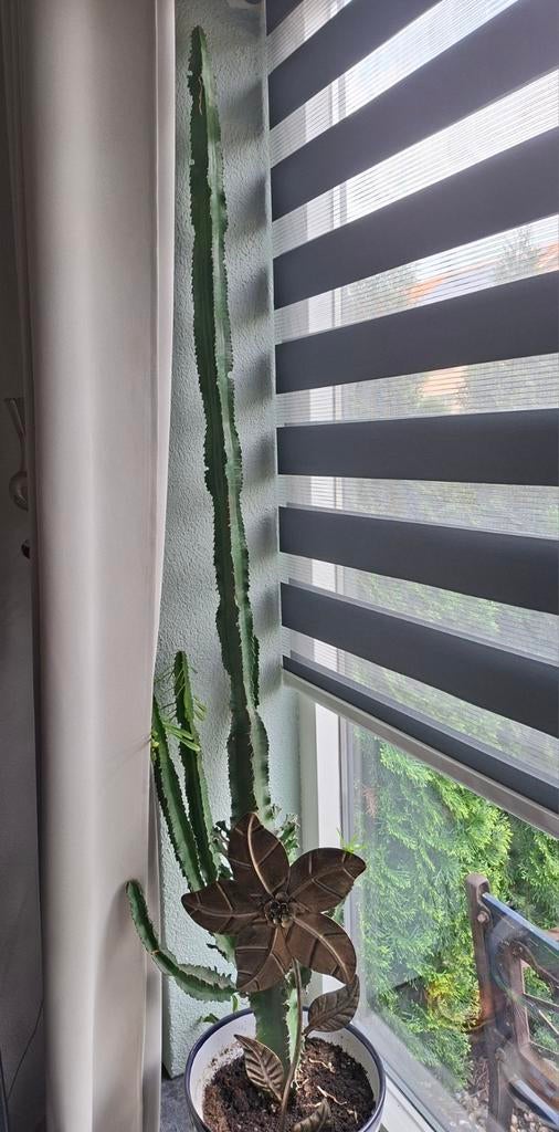 Grote en gezonde cactus in pot, Ophalen, 100 tot 150 cm, In pot, Cactus