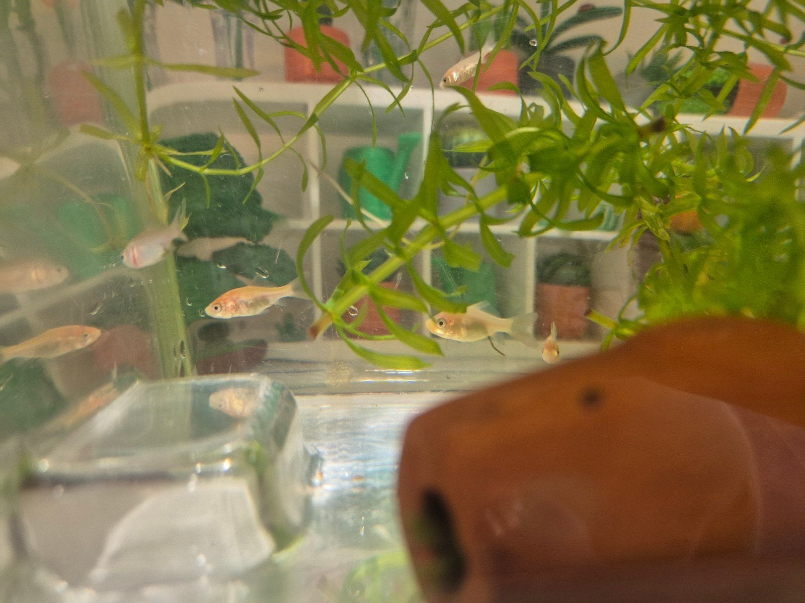 jonge goudvissen, Dieren en Toebehoren, Vis, Zoetwatervis
