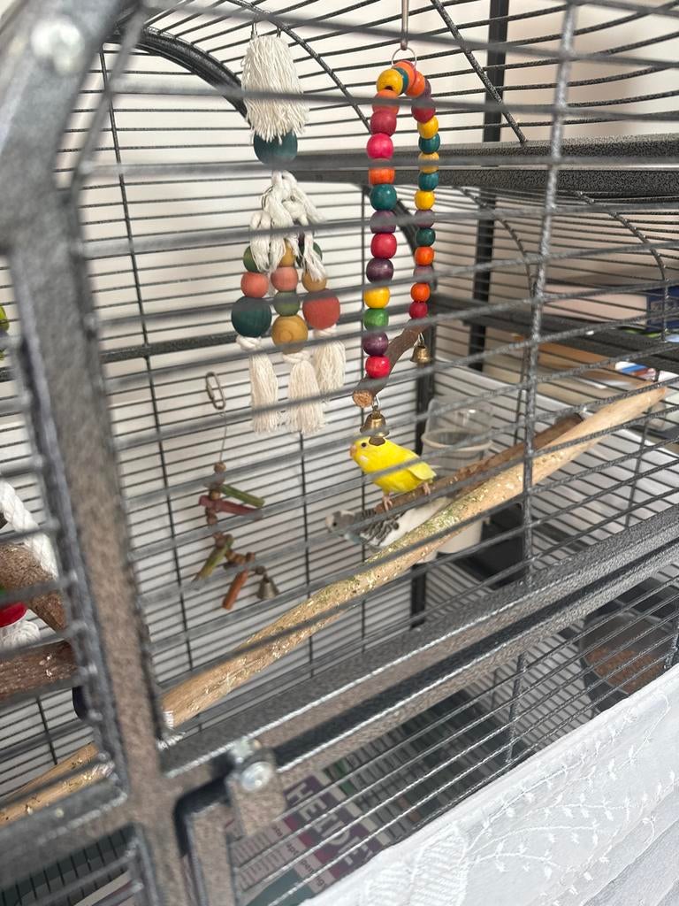 2 Parkieten met kooi, Dieren en Toebehoren, Vogels | Parkieten en Papegaaien, Meerdere dieren, Parkiet