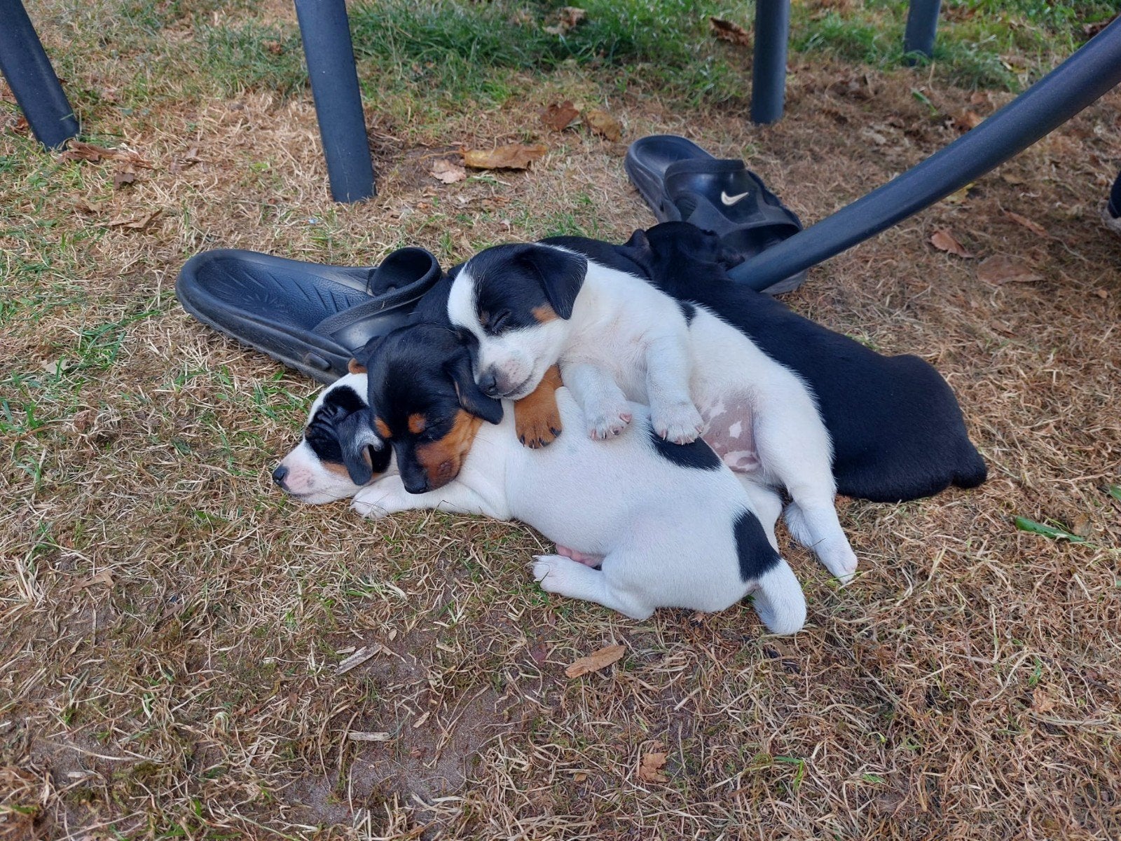 Mooie, lieve Jack Russell pups, Parvo, Jack Russell Terriër, 8 tot 15 weken, Meerdere
