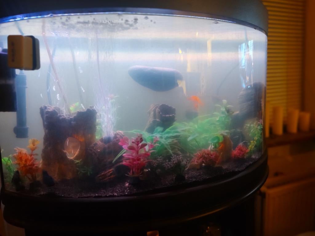 Aquarium 140L T.E.A.B., Ophalen, Inclusief vissen, Gebruikt, Gevuld zoetwateraquarium