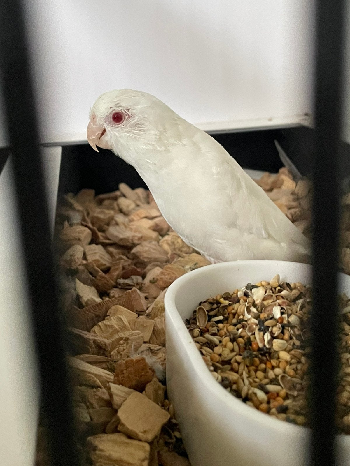 Albino forpus man 2024., Mannelijk, Parkiet, Geringd
