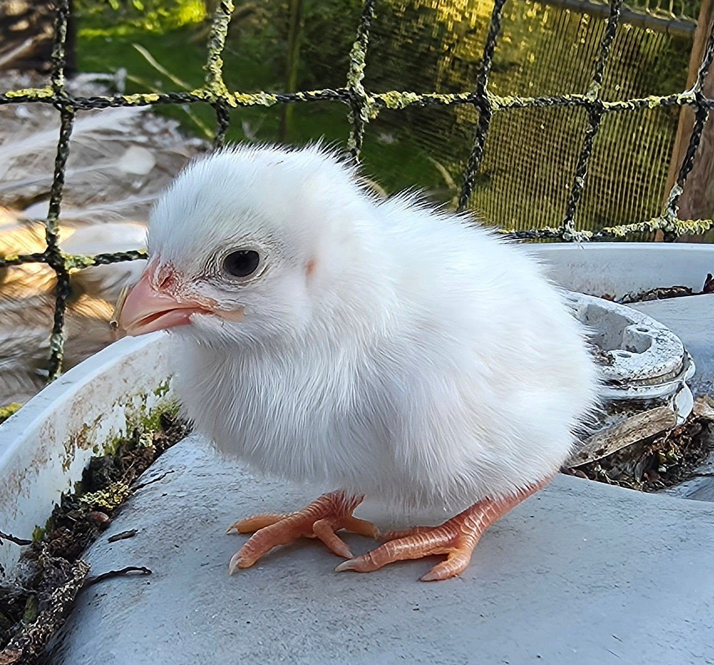 100% witte parelhoenders te koop, Meerdere dieren, Kip